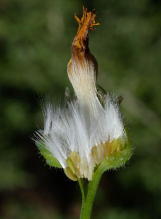 Sonchus oleraceus L. [9/10]
