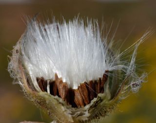 Sonchus oleraceus L. [10/10]