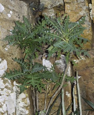 Sonchus pinnatifidus Cavanilles [13/18]