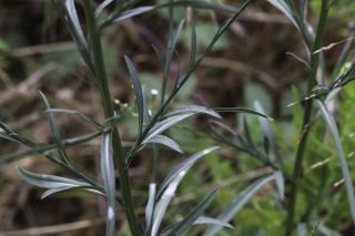 Symphyotrichum squamatum (Spreng.) G. L. Nesom [3/8]