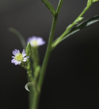 Symphyotrichum squamatum (Spreng.) G. L. Nesom [6/8]
