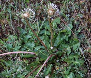 Taraxacum obovatum (Willd.) DC. [1/5]