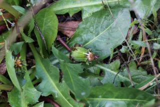 Taraxacum obovatum (Willd.) DC. [3/5]
