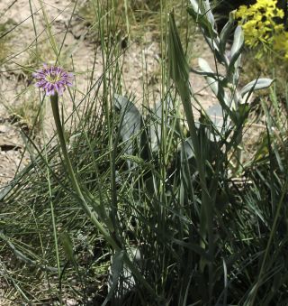 Tragopogon porrifolius L. [1/8]