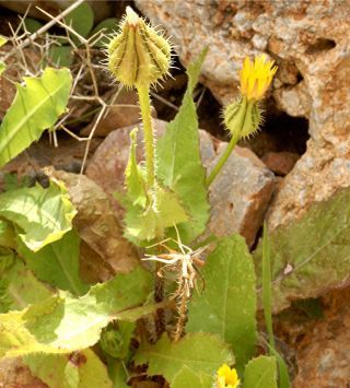 Urospermum picroides (L.) F. W. Schmidt [1/9]