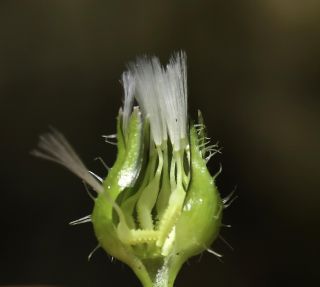 Urospermum picroides (L.) F. W. Schmidt [5/9]