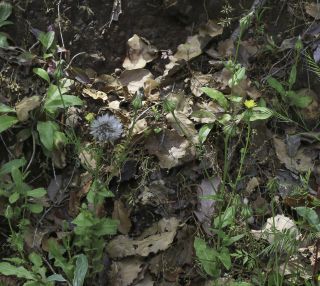 Urospermum picroides (L.) F. W. Schmidt [7/9]