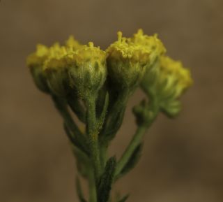 Vogtia annua (L.) Oberpr. & Sonboli [8/15]