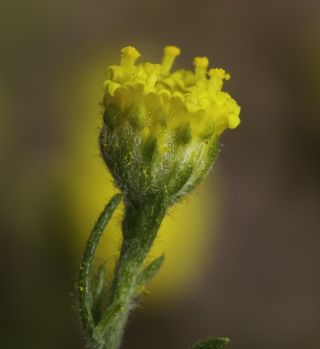 Vogtia annua (L.) Oberpr. & Sonboli [9/15]
