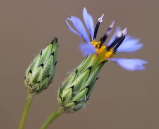 Volutaria crupinoides (Desf.) Cass. ex Maire [13/13]