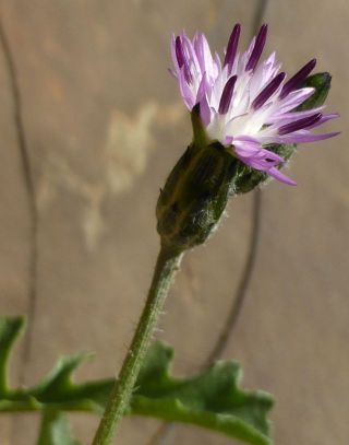 Volutaria sinaica (DC.) Wagenitz [3/14]