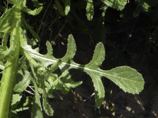 Volutaria tubuliflora (Murb.) Sennen [4/11]