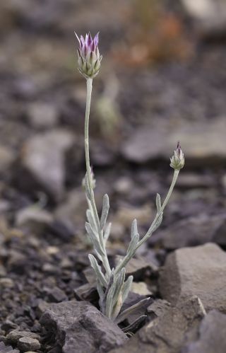 Xeranthemum inapertum (L.) Mill. [10/10]