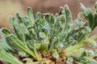 Anchusa hispida Forssk. [2/9]