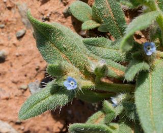 Anchusa hispida Forssk. [3/9]