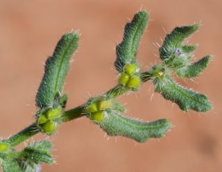 Anchusa hispida Forssk. [4/9]