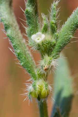 Anchusa hispida Forssk. [5/9]