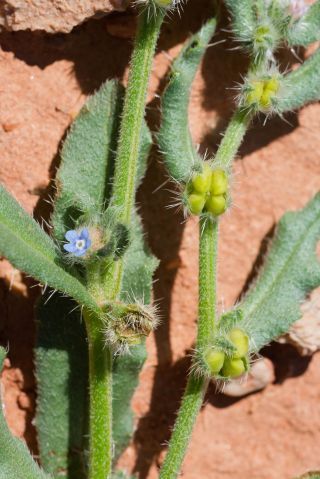 Anchusa hispida Forssk. [6/9]