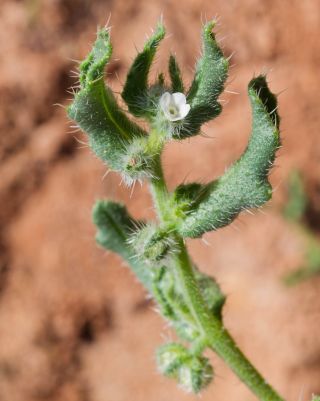 Anchusa hispida Forssk. [7/9]