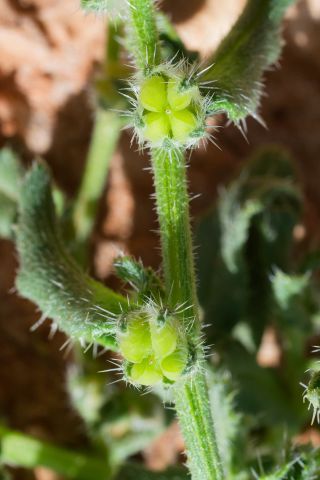 Anchusa hispida Forssk. [8/9]