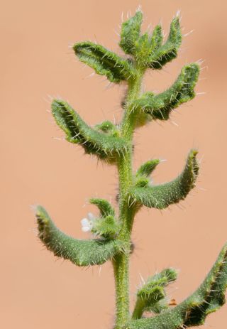 Anchusa hispida Forssk. [9/9]