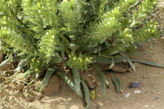 Arnebia decumbens (Vent) Cosson & Kralik [2/7]