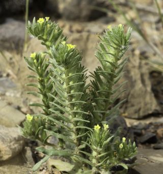 Arnebia decumbens (Vent) Cosson & Kralik [5/7]