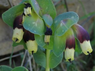 Cerinthe major L. subsp. gymnandra (Gasparr.) Rouy [2/4]