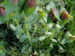 Cerinthe major L. subsp. gymnandra (Gasparr.) Rouy [3/4]
