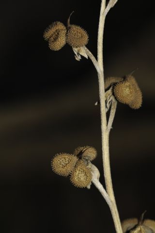 Cynoglossum cheirifolium L. subsp. heterocarpum (G. Kunze) Font Quer [8/12]