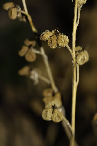 Cynoglossum cheirifolium L. subsp. heterocarpum (G. Kunze) Font Quer [9/12]