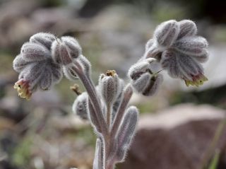 Cynoglossum cheirifolium L. subsp. heterocarpum (G. Kunze) Font Quer [4/12]