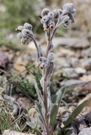 Cynoglossum cheirifolium L. subsp. heterocarpum (G. Kunze) Font Quer [5/12]