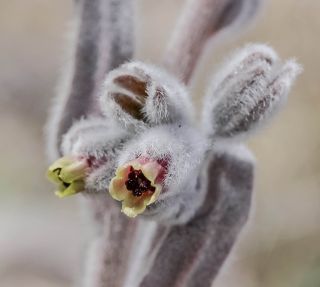 Cynoglossum cheirifolium L. subsp. heterocarpum (G. Kunze) Font Quer [6/12]