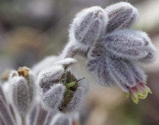 Cynoglossum cheirifolium L. subsp. heterocarpum (G. Kunze) Font Quer [7/12]