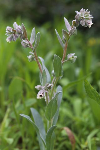 Cynoglossum cheirifolium L. subsp. heterocarpum (G. Kunze) Font Quer [10/12]