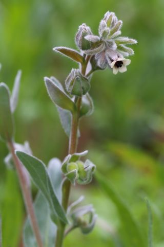 Cynoglossum cheirifolium L. subsp. heterocarpum (G. Kunze) Font Quer [11/12]