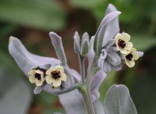 Cynoglossum cheirifolium L. subsp. heterocarpum (G. Kunze) Font Quer [12/12]