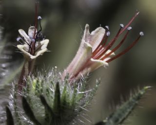 Echium asperrimum Lam. [4/12]