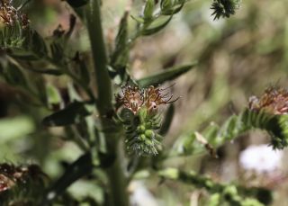 Echium flavum Desf. [4/11]