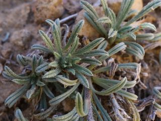 Echium humile Desf. subsp. pycnathum (Pomel) Greuter & Burdet [10/12]