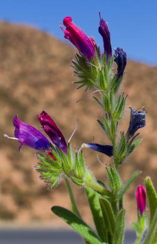 Echium modestum Ball [2/3]