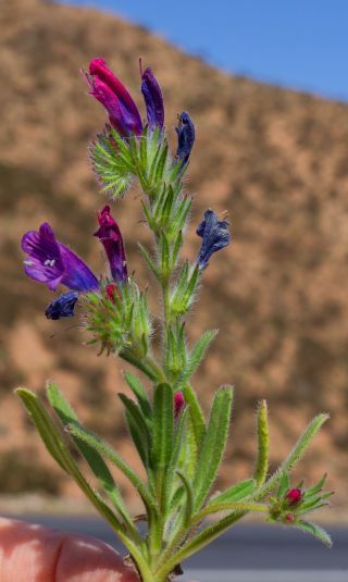 Echium modestum Ball [1/3]