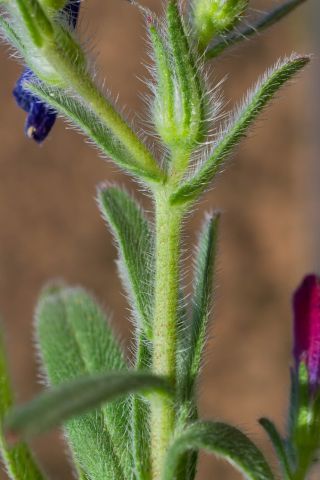 Echium modestum Ball [3/3]