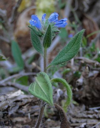Echium petiolatum Barratte & Coincy [10/13]