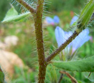 Echium petiolatum Barratte & Coincy [6/13]