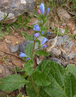 Echium petiolatum Barratte & Coincy [5/13]
