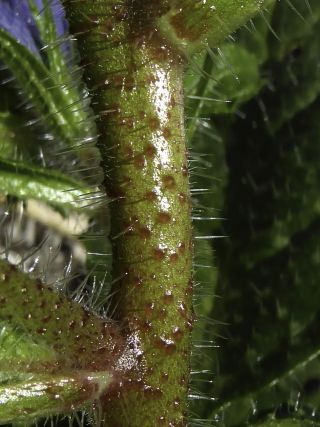 Echium petiolatum Barratte & Coincy [13/13]