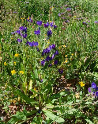 Echium plantagineum L. [1/7]