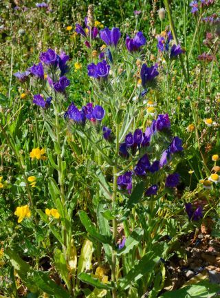 Echium plantagineum L. [2/7]